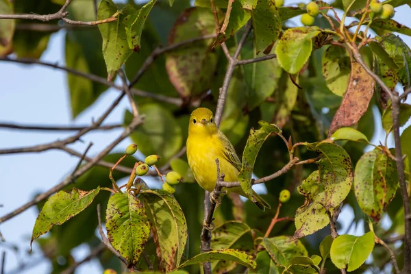 Yellow Warbler Setophaga Petechia Yellow Warblers Particular Young Devour Many — Foto Stock