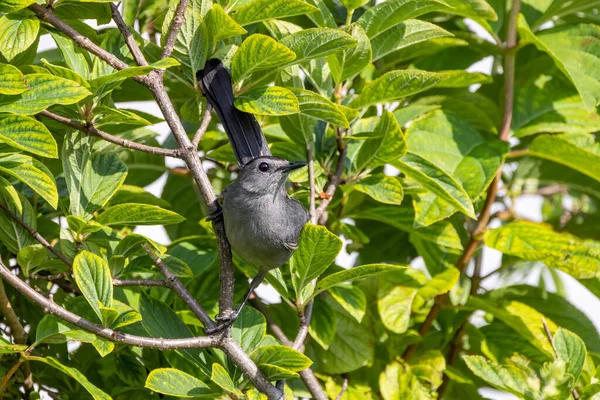Gray Catbird Dumetella Carolinensis — Stockfoto
