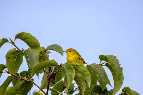 Yellow Warbler Setophaga Petechia Yellow Warblers Particular Young Devour Many — Photo