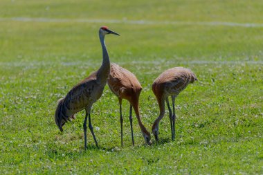 The sandhill crane (Antigone canadensis) with young on the meadow