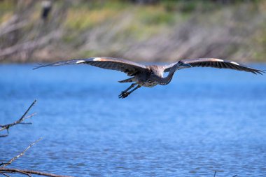 Great Blue Heron (Ardea herodias) in flight