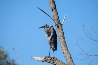Büyük Mavi Balıkçıl (