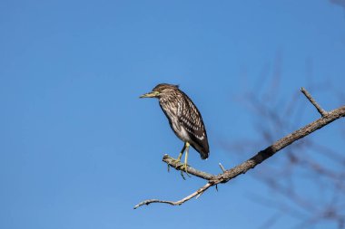 The black-crowned night heron (Nycticorax nycticorax). A Young bird sitting on a branch 