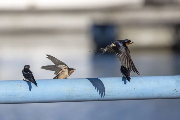 Barn Swallow Hirundo Rustica Flying South — Stockfoto