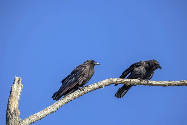Den Amerikanska Kråkan Corvus Brachyrhynchos Sitter Ovanpå Ett Träd — Stockfoto