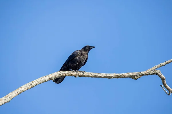 Den Amerikanska Kråkan Corvus Brachyrhynchos Sitter Ovanpå Ett Träd — Stockfoto