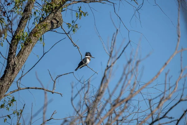 Kemerli Kingfisher (Megaceryle alcyon) Wisconsin Eyalet Parkı 'nda. Kemerli balıkçı Illinois UIUC 'nin resmi maskotudur..