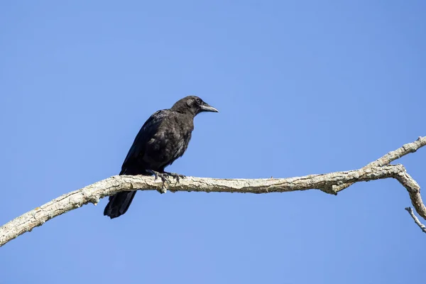 Americká Vrána Corvus Brachyrhynchos Sedící Vrcholku Stromu — Stock fotografie