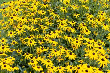 Black-eyed Susan (Rudbeckia hirta). North American flowering plant native to Eastern and Central North America.