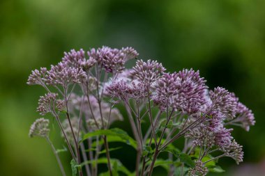 Joe-Pye weeds ( Eutrochium ) are native plant to the United States and Canada