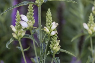  The white turtlehead (Chelone glabra)  species of plant native to North America, is a popular browse plant for deer.