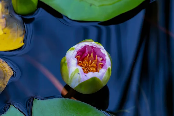 Developing Water Lilies Water Lilies Rooted Soil Bodies Water Leaves — Foto Stock