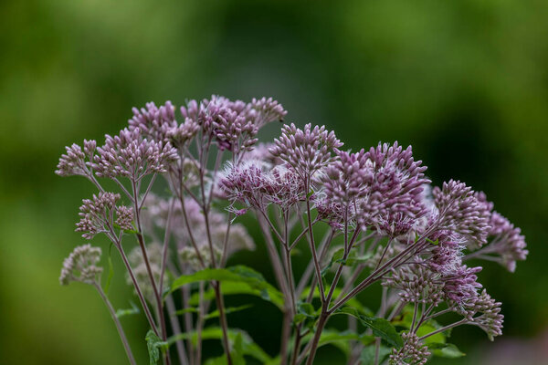 Сорняки Джо-Пай (Eutrochium) являются местными растениями в Соединенных Штатах и Канаде