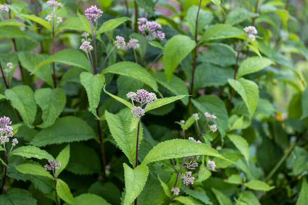 Сорняки Джо-Пай (Eutrochium) являются местными растениями в Соединенных Штатах и Канаде