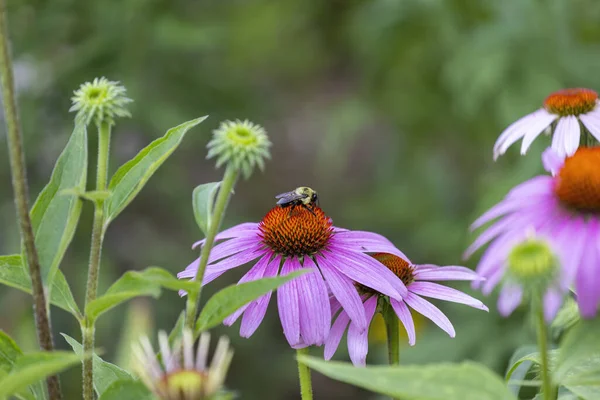  Flowers which are commonly called coneflowers (Echinacea).  The pale purple coneflower, a threatened species in Wisconsin, is a native species