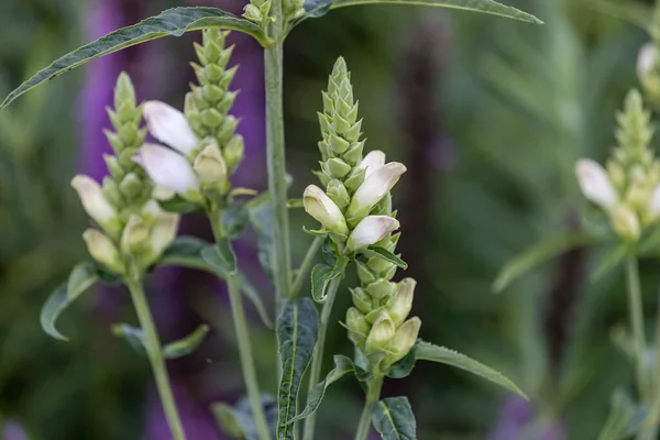 White Turtlehead Chelone Glabra Species Plant Native North America Popular — Zdjęcie stockowe