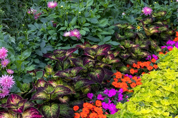 Beautiful Blooming Summers Garden — Stock Photo, Image