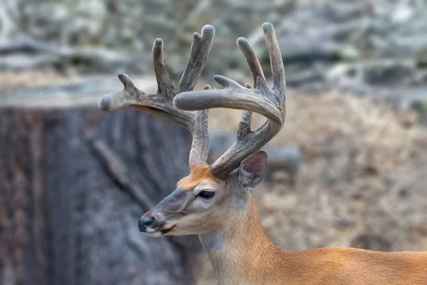 White Tailed Deer Growing Antlers Velvet — Fotografia de Stock