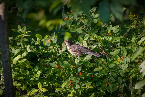 Amerikan bülbülü (Turdus migratorius). Amerikan bülbülü Kuzey Amerika 'nın en bol bulunan kuşudur.