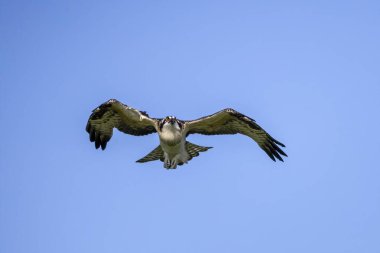 The Osprey (Pandion haliaetus) known as fish eagle, river eagle.