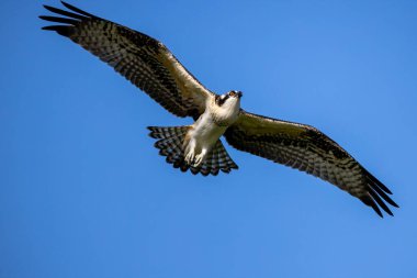 The Osprey (Pandion haliaetus) known as fish eagle, river eagle.