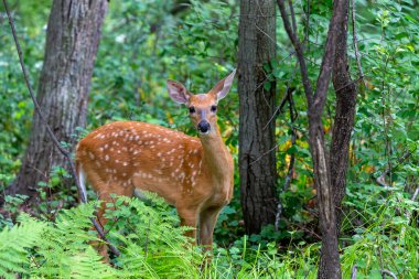 White-tailed deer or white-tailed deer (Odocoileus virginianus), fawn in the forest