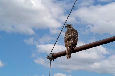 The red-tailed hawk (Buteo jamaicensis) sitting on a high voltage pole