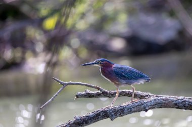 Green heron  (Butorides virescens) on the hunt. It a small heron of North and Central America.