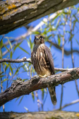 The Merlin (Falco columbarius), juvenile bird.  Is a small species of falcon. Natural scene from Wisconsin. Can catch birds larger than itself, but hunts insects and smaller prey. 