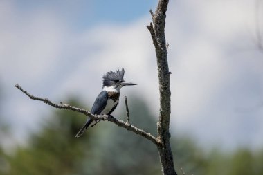 The belted kingfisher (Megaceryle alcyon) Migration bird native to North America. The kingfisher is often seen perched on trees, posts, or other convenient vantage points near the water.