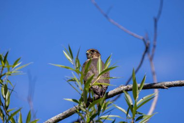 The Merlin (Falco columbarius), juvenile bird.  Is a small species of falcon. Natural scene from Wisconsin. Can catch birds larger than itself, but hunts insects and smaller prey. 
