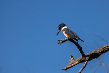 The belted kingfisher (Megaceryle alcyon) Migration bird native to North America. The kingfisher is often seen perched on trees, posts, or other convenient vantage points near the water.