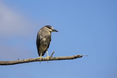 Siyah taçlı gece balıkçıl (Nycticorax nycticorax)