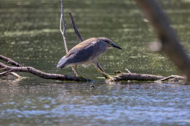 Siyah taçlı gece balıkçıl (Nycticorax nycticorax)