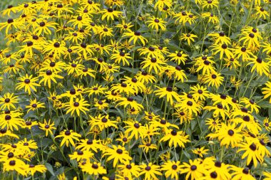 Black-eyed Susan (Rudbeckia hirta). North American flowering plant native to Eastern and Central North America.