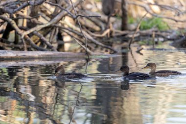 The hooded merganser (Lophodytes cucullatus) are the second smallest species of merganser  and it also is the only merganser whose native habitat is restricted to North America.