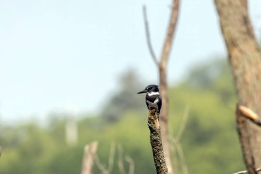 The belted kingfisher (Megaceryle alcyon) Migration bird native to North America. The kingfisher is often seen perched on trees, posts, or other convenient vantage points near the water.