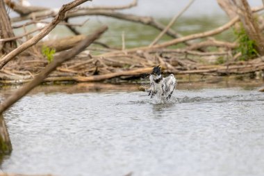 The belted kingfisher (Megaceryle alcyon) Migration bird native to North America. The kingfisher is often seen perched on trees, posts, or other convenient vantage points near the water.