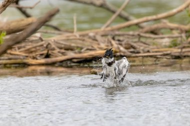 The belted kingfisher (Megaceryle alcyon) Migration bird native to North America. The kingfisher is often seen perched on trees, posts, or other convenient vantage points near the water.
