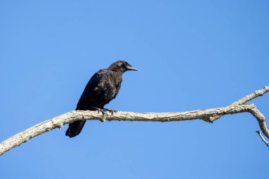 Bir ağacın tepesinde oturan Amerikan kargası (Corvus brachyrhynchos) 