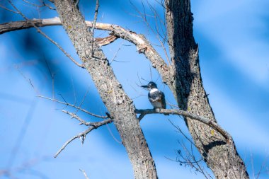 The belted kingfisher (Megaceryle alcyon) Migration bird native to North America. The kingfisher is often seen perched on trees, posts, or other convenient vantage points near the water.