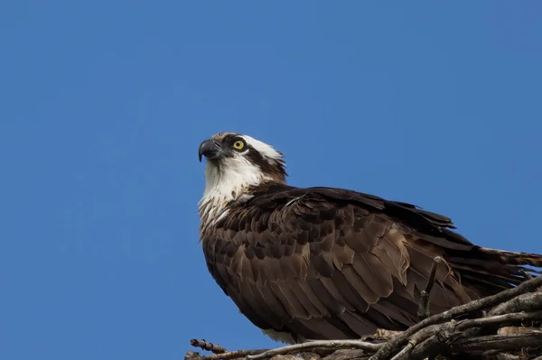 Осафат Pandion Haliaetus Відомий Орлан Рибалка — стокове фото