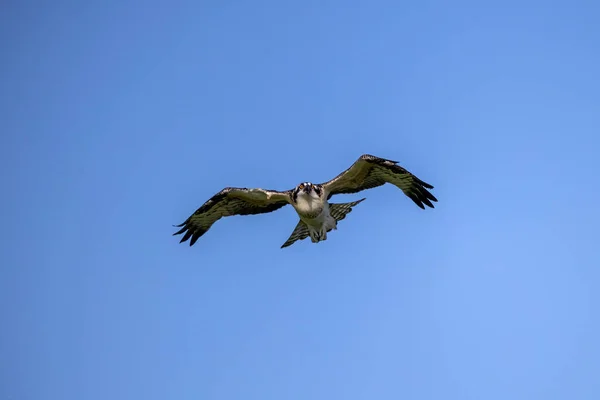 Osprey Pandion Haliaetus Known Fish Eagle River Eagle — Fotografia de Stock
