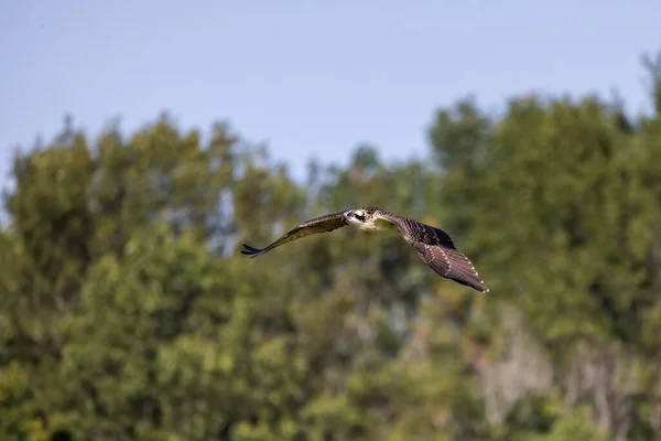 Osprey Pandion Haliaetus Known Fish Eagle River Eagle — Stok fotoğraf