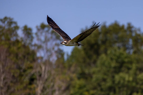 The Osprey (Pandion haliaetus) known as fish eagle, river eagle.