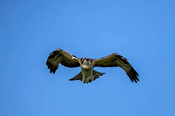 Osprey Pandion Haliaetus Known Fish Eagle River Eagle — Foto de Stock