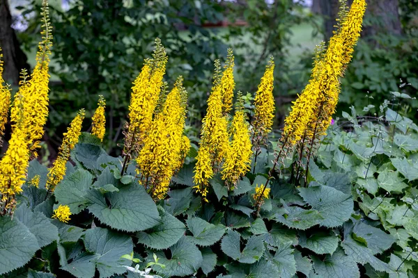 Rocket Golden Ray Ligularia Stenocephala Rocket Great Plant Moist Shady — Foto de Stock