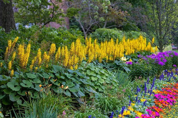 The Rocket Golden Ray (Ligularia stenocephala). The Rocket is a great plant for moist, shady gardens. Blooms In mid-summer, huge bright yellow flower spikes that are fragrant. Favorite for hummingbird