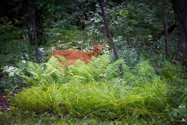 White Tailed Deer White Tailed Deer Odocoileus Virginianus Fawn Forest — ストック写真