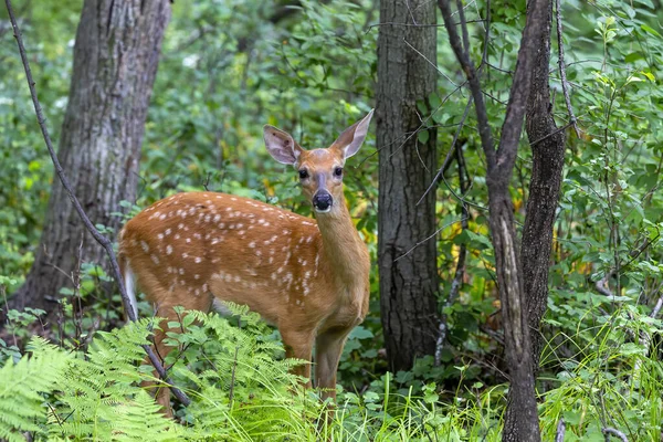 White Tailed Deer White Tailed Deer Odocoileus Virginianus Fawn Forest — Stockfoto
